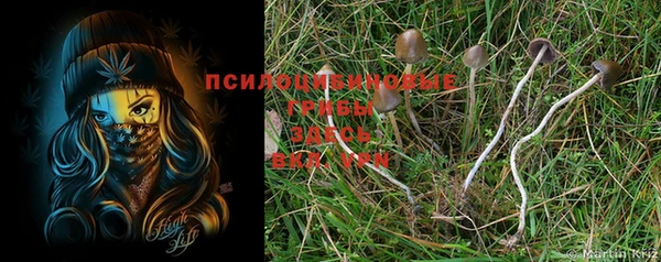 шишки Дмитров